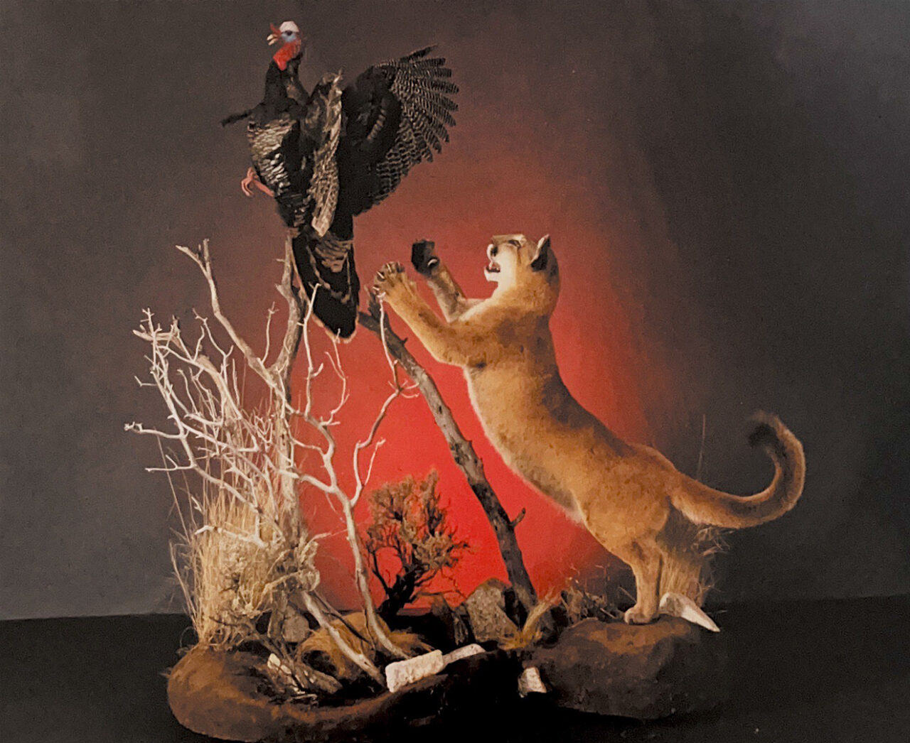 Taxidermy Near Me Expert Services for Pets and Game Animals